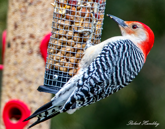 Red Bellied Woodpecker - ID: 15815002 © Robert Hambley