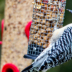 © Robert Hambley PhotoID # 15815002: Red Bellied Woodpecker