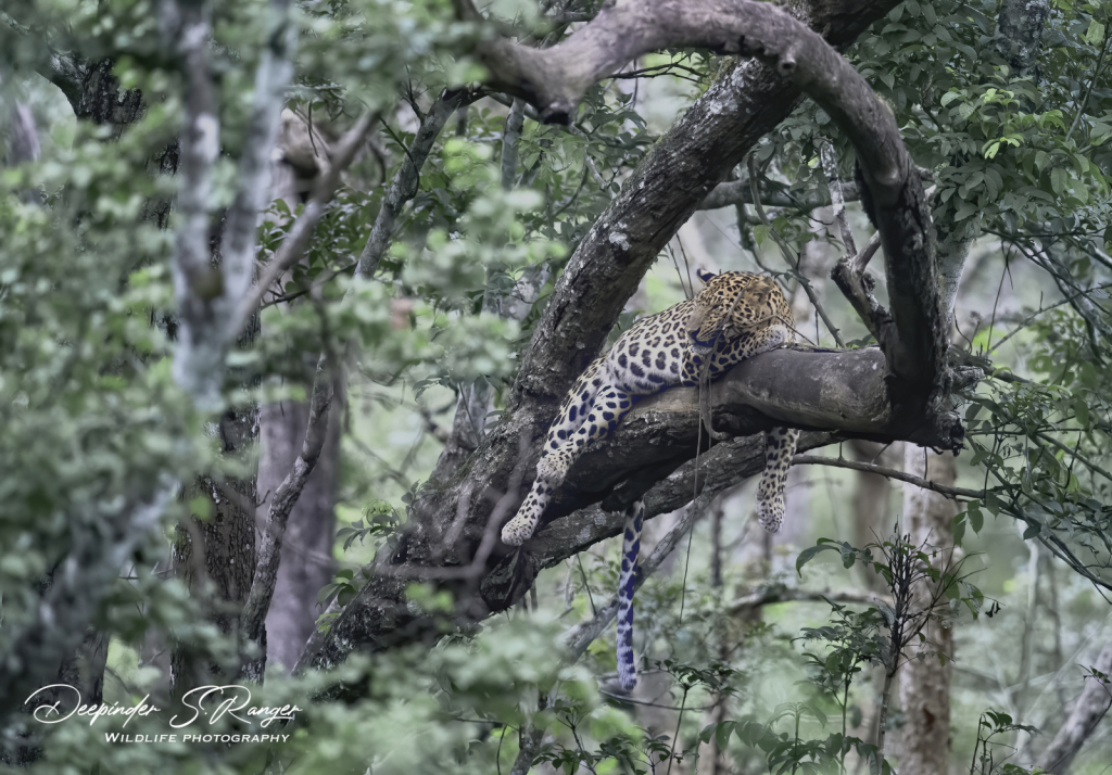 Leopards of Kabini.