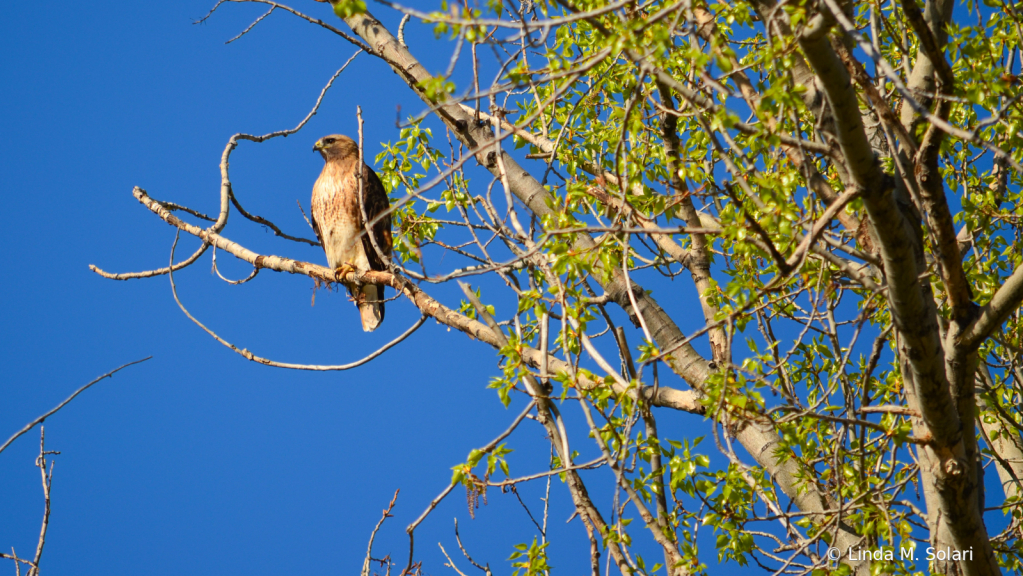 A Hawks Profile