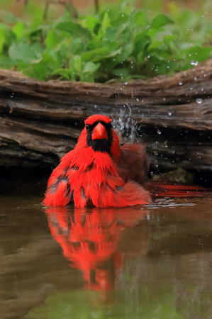 Wet Cardinal