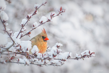 Female Cardinal on Snowy Branch