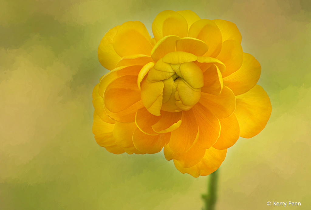 Yellow Ranunculus