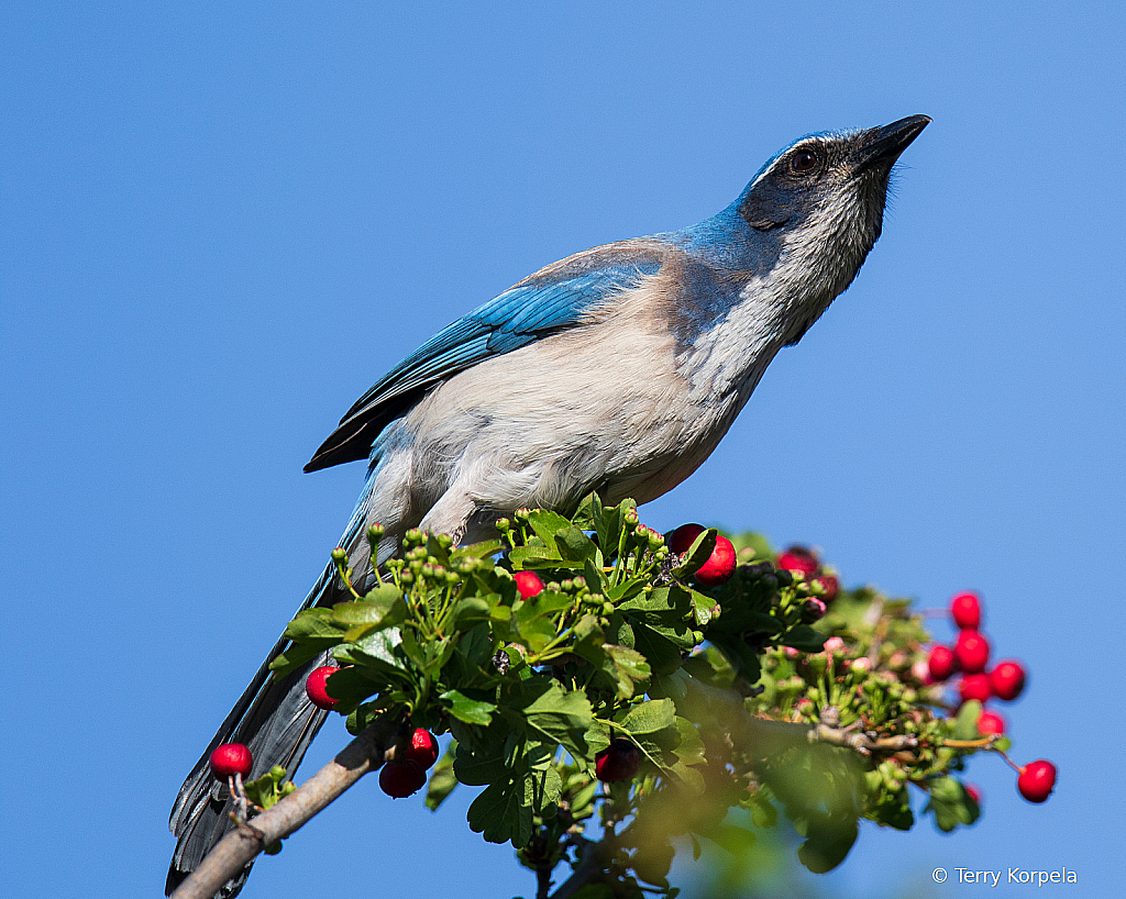 California Scrub Jay 