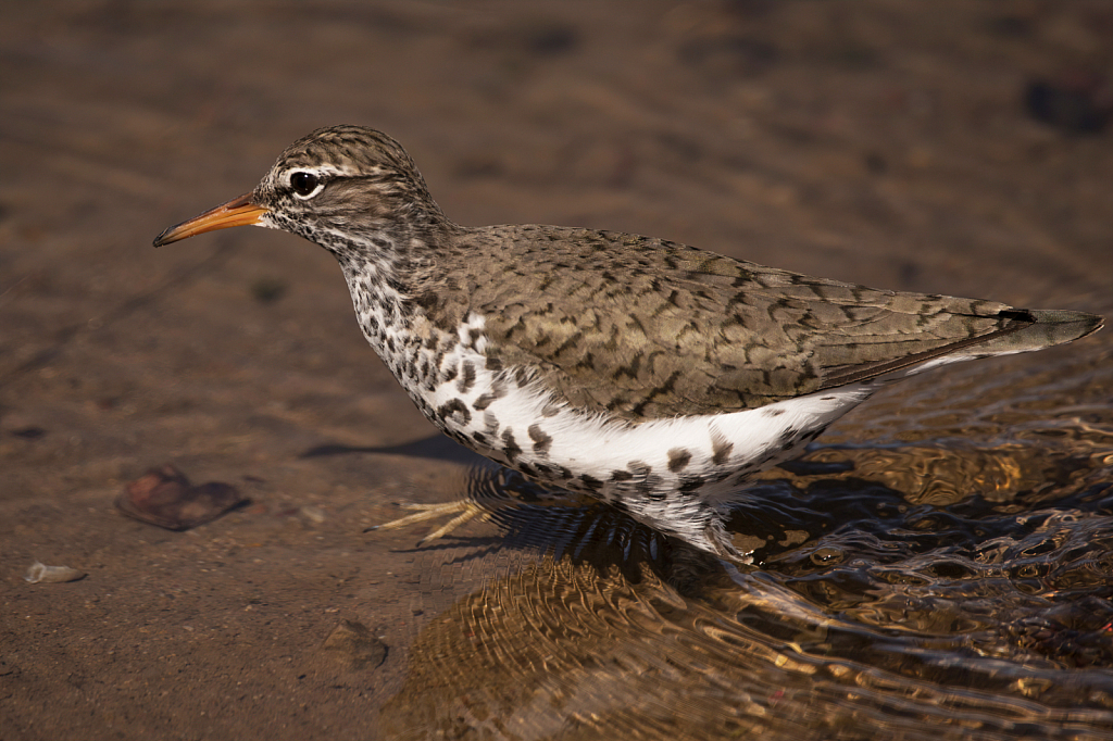 Spotted Sandpiper - ID: 15815102 © William S. Briggs