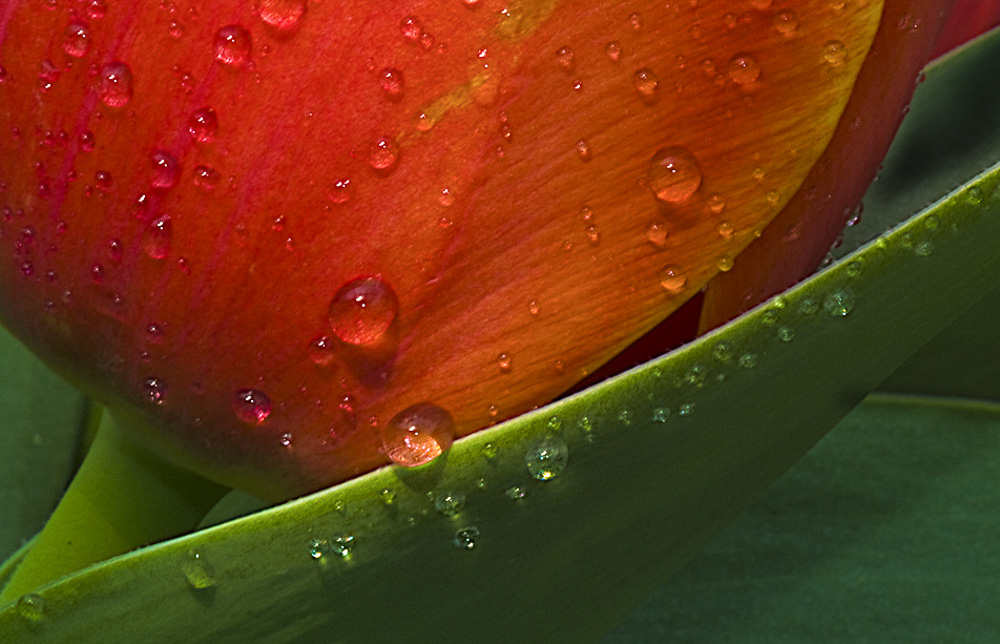 Tulip Detail