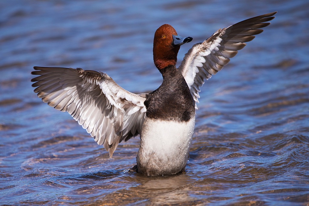 Red Head Duck - ID: 15815123 © William S. Briggs