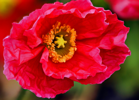 Red Poppy