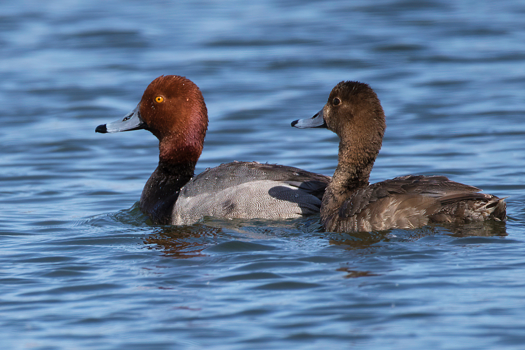 Red Head Duck Pair - ID: 15815124 © William S. Briggs