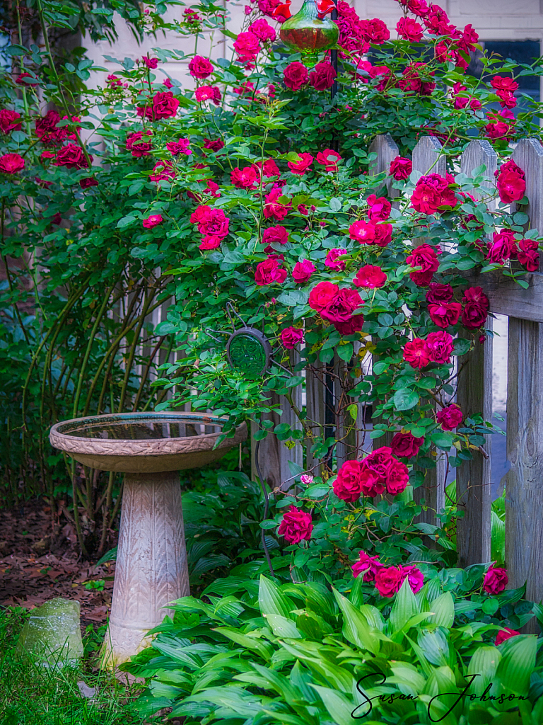 Rambling Roses - ID: 15815127 © Susan Johnson