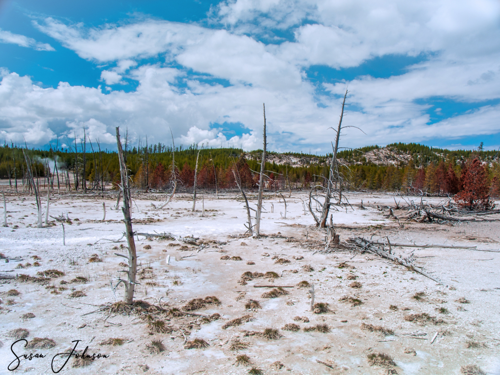 Yellowstone in Spring - ID: 15815140 © Susan Johnson