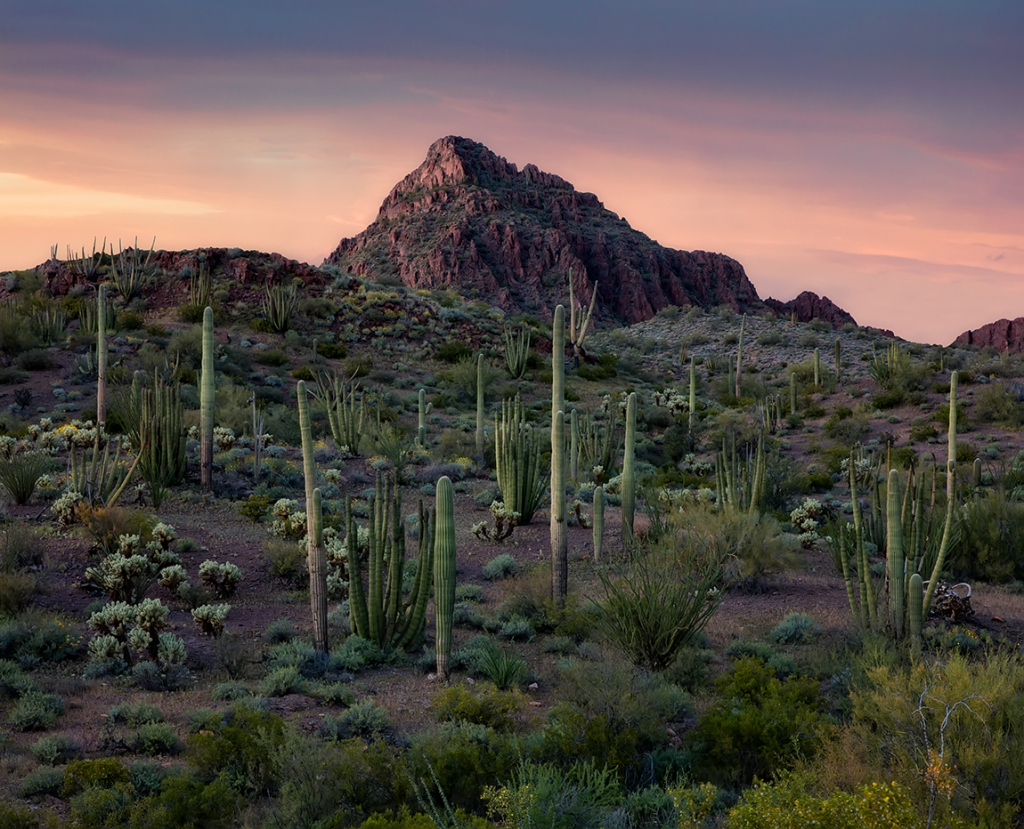 Organ Pipe NM