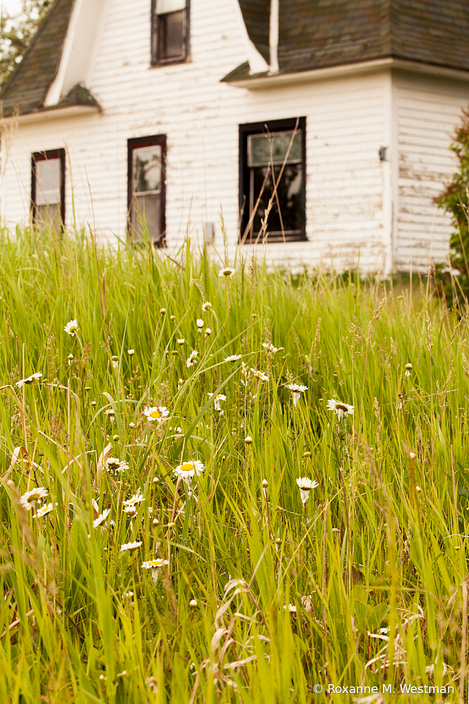 Minnesota abandoned home and wild daisies