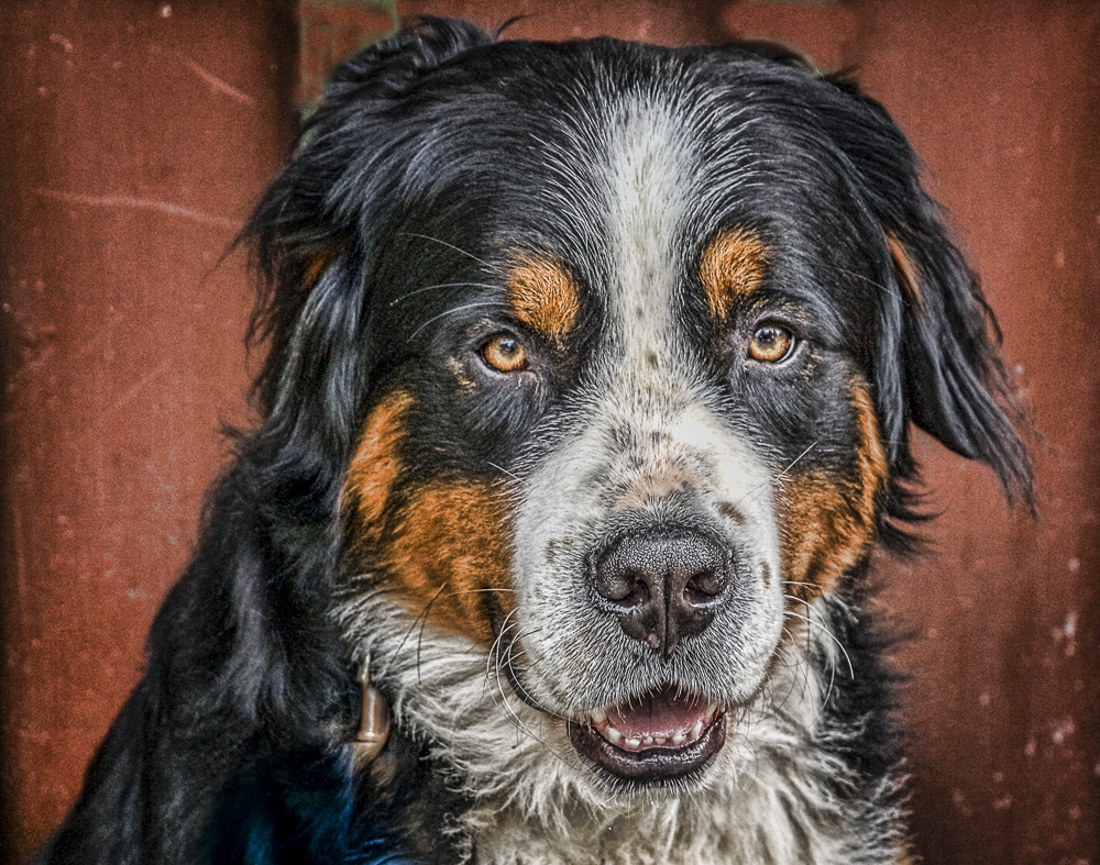 Bernese Mountain Dog