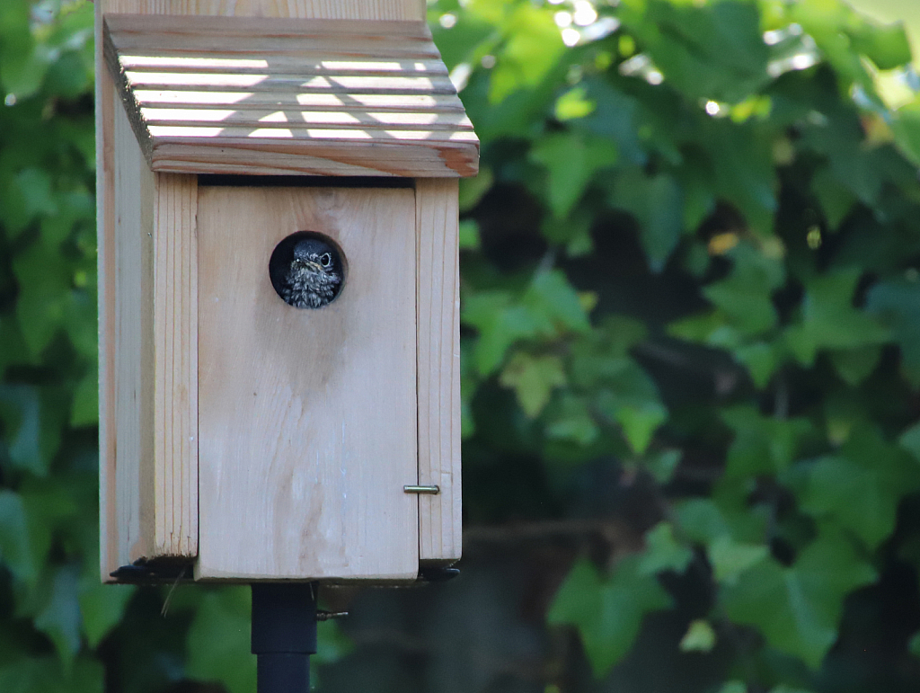 Baby Bluebird peeking out of the nesting box!