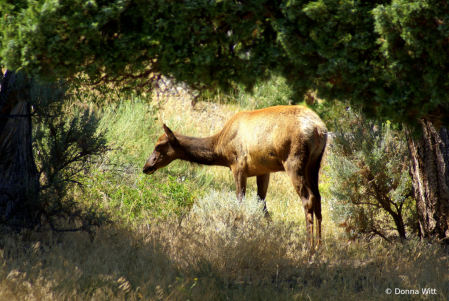 Elk in Frame