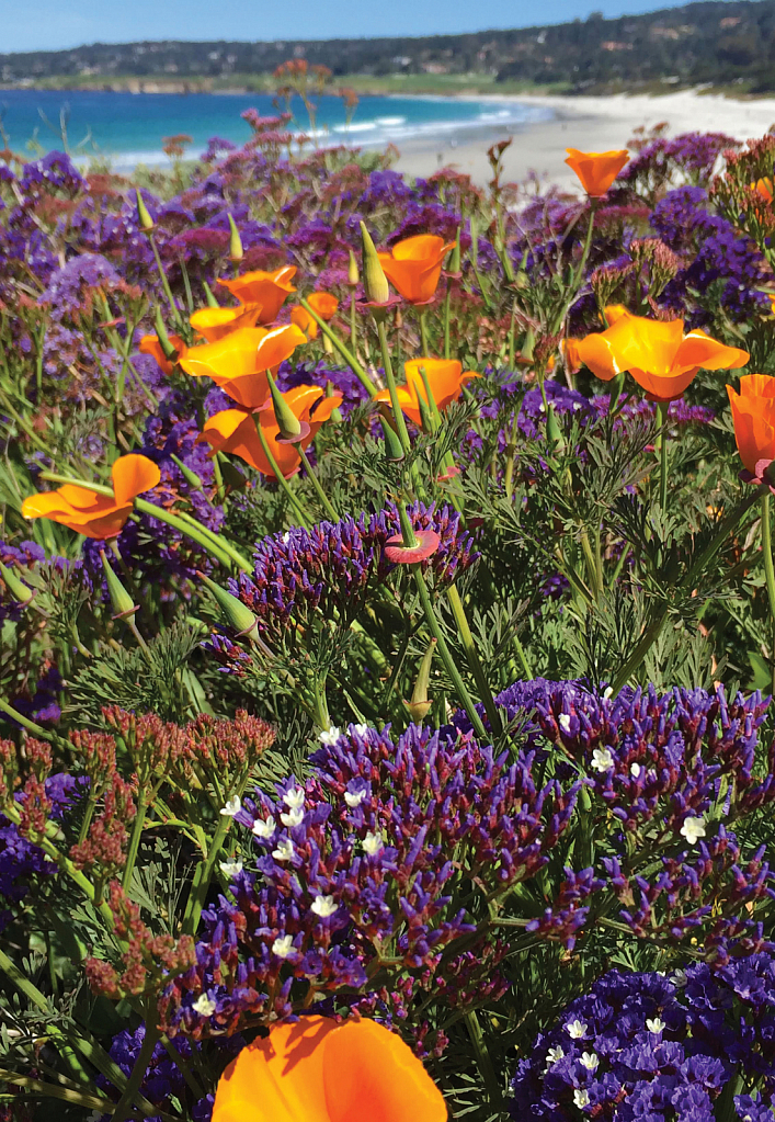 Carmel Poppies