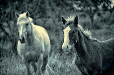 HORSES