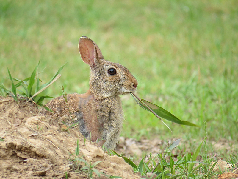 Grass Is Delicious