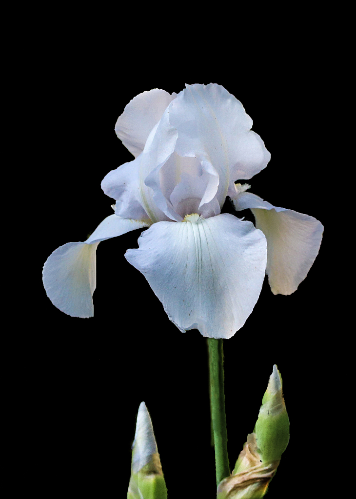 White Bearded Iris