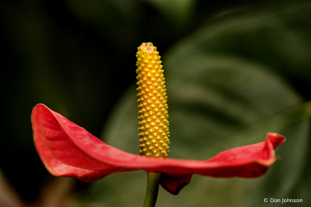 Anthurium from the Side 4-5-20 139