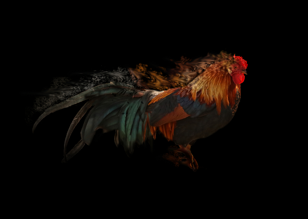 Rooster