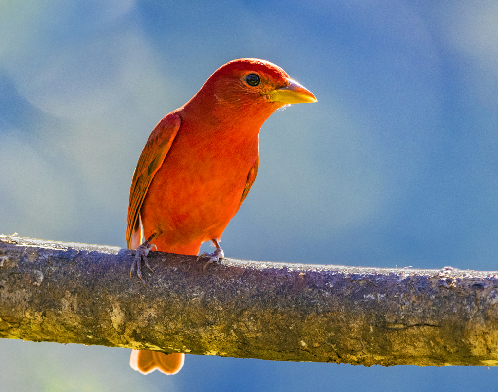 Summer Tanager