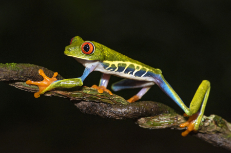 Red eye frog