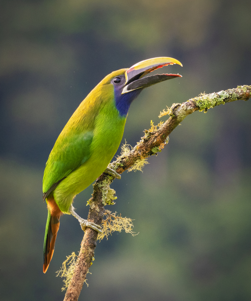 Green toucan