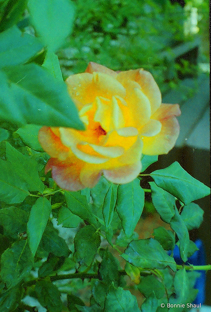 Rose Glow