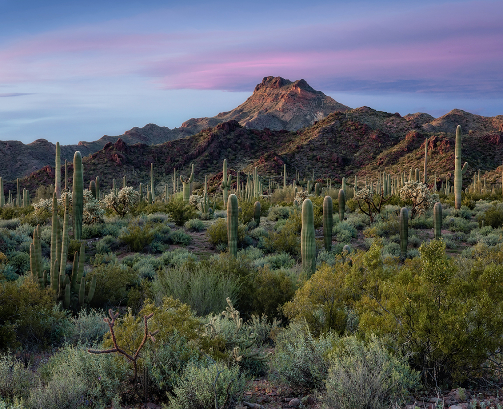 Organ Pipe NM