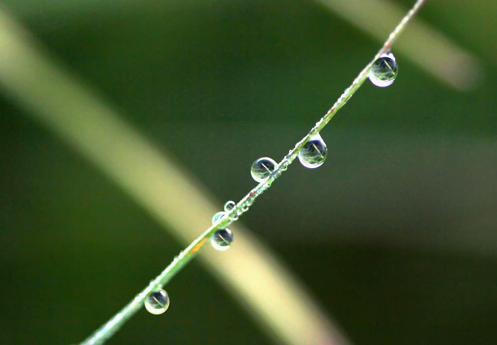 Dewdrops In Line