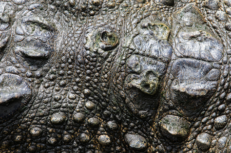 Alligator details