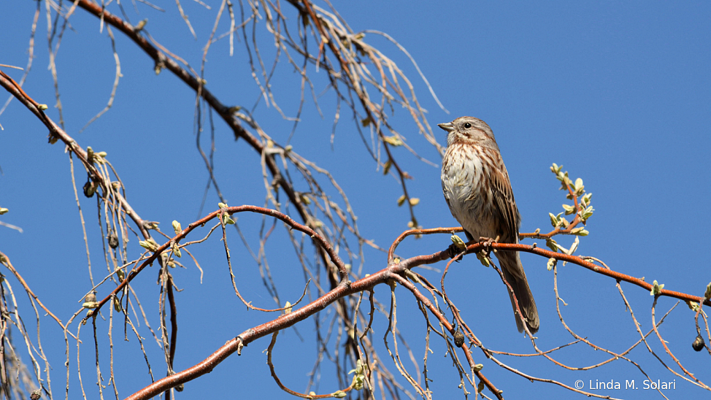 Profile of a Bird