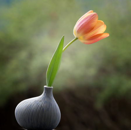 My Favorite Vase With Elegant Tulip