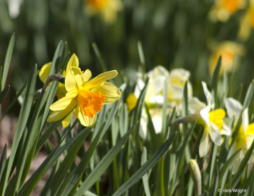 Stand out - ID: 15815551 © deb Wright