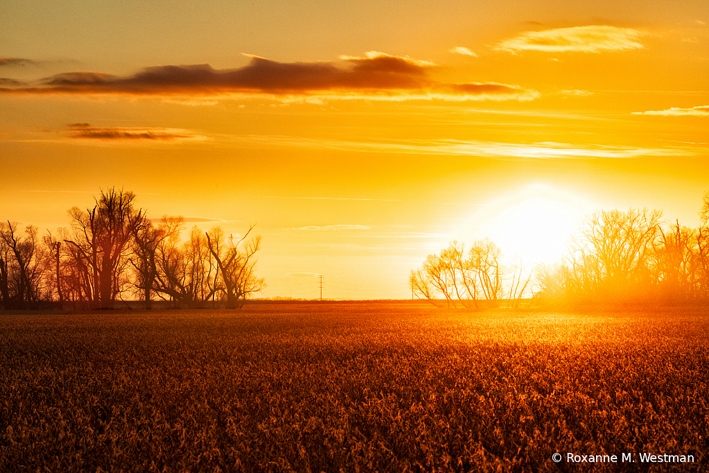 Sunset glow on soybean field 