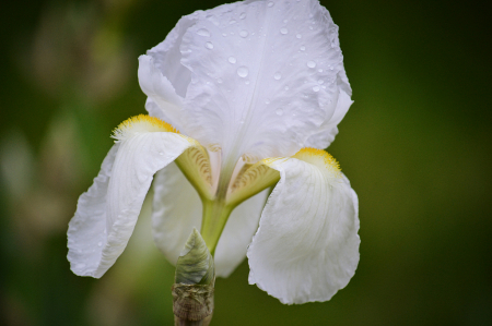 Morning Dew