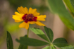 Coreopsis 