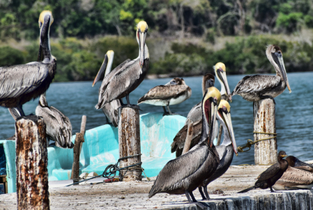 WAITING FOR THE FISHERMEN