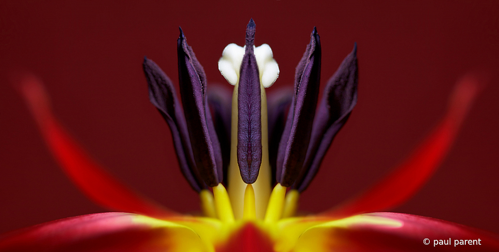 The Red Flower - ID: 15815637 © paul parent