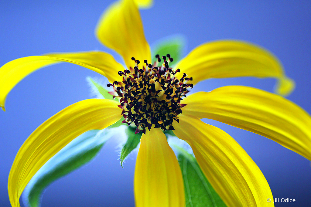 Miracle Sunflower 