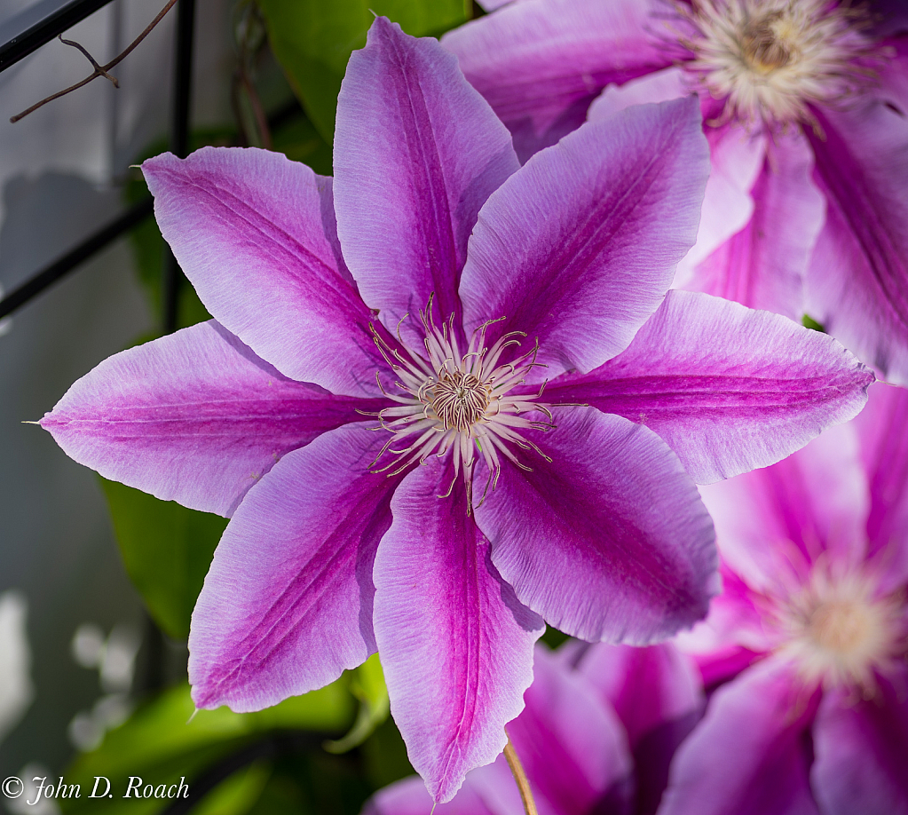 Nelly Moser Clematis - ID: 15815640 © John D. Roach