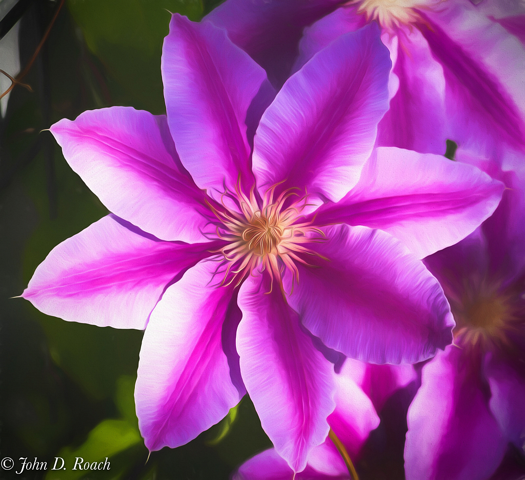 Painterly Clematis - ID: 15815641 © John D. Roach