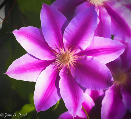 Painterly Clematis
