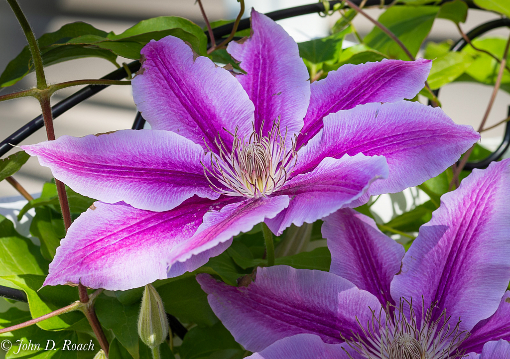 Nelly Moser Clematis