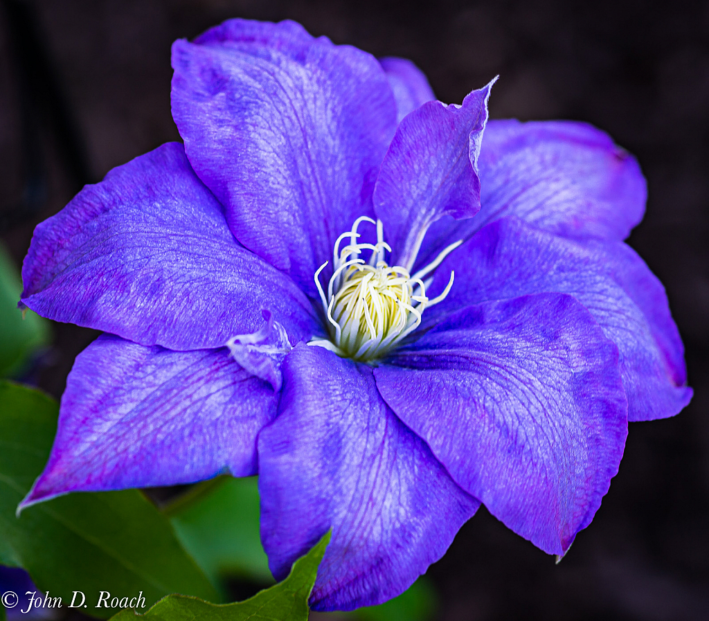 Clematis - ID: 15815643 © John D. Roach