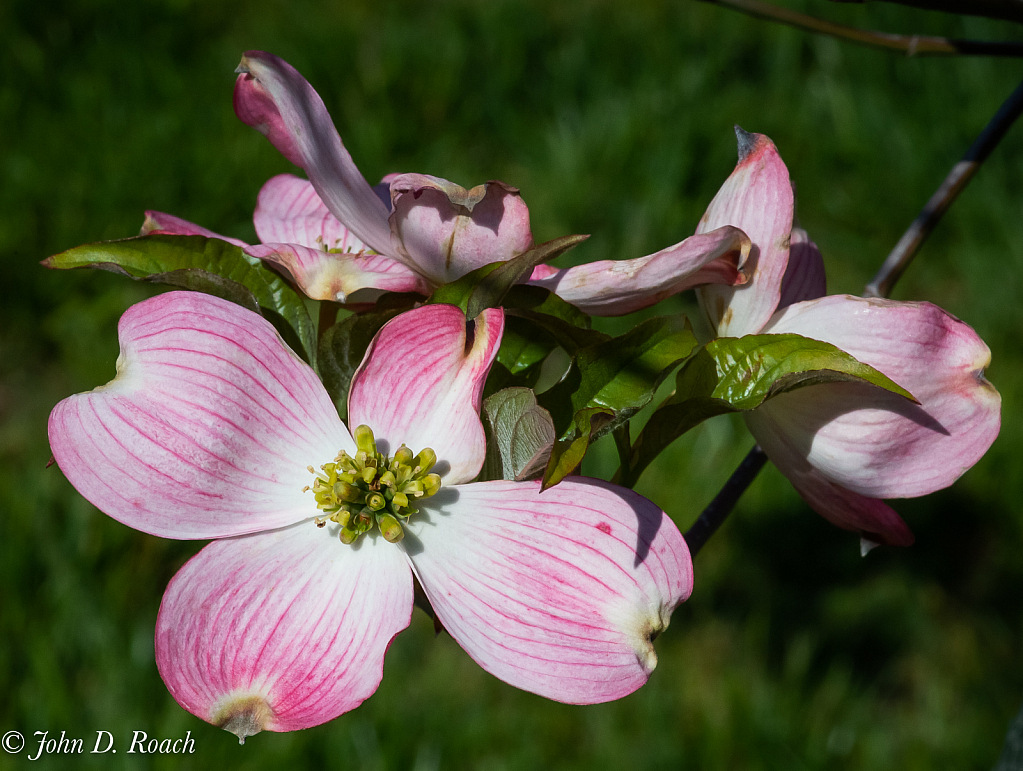 Dogwood Blossoms - ID: 15815646 © John D. Roach
