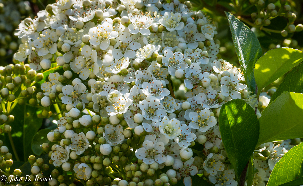 Pyracantha Blossoms