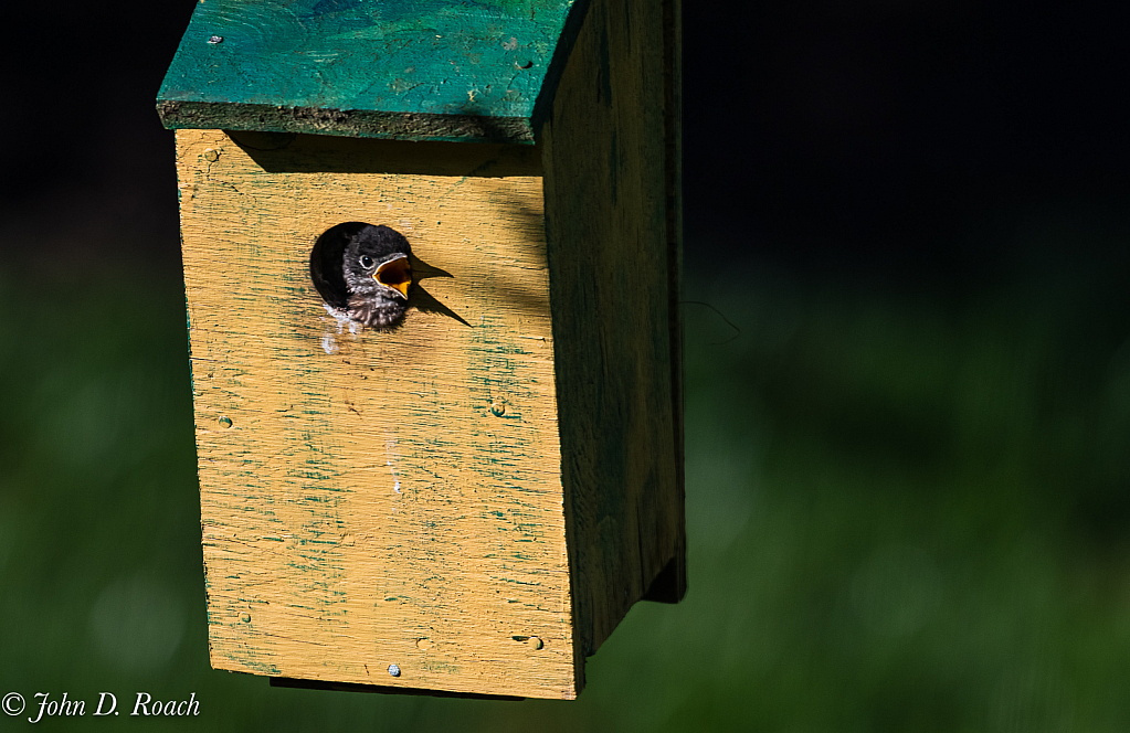 Baby Blue Bird looking for food